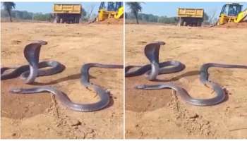 ಸತ್ತ ಸಂಗಾತಿಗಾಗಿ ಗಂಟೆಗಟ್ಟಲೇ ಅಳುತ್ತ ಕಾದು ಕುಳಿತ ಹಾವು..! ಮುಂದಾಗಿದ್ದು ವಿಸ್ಮಯಕಾರಿ ಸಂಗತಿ.. ವಿಡಿಯೋ ವೈರಲ್