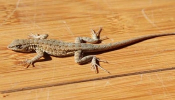 ಮನೆಯಲ್ಲಿ ಹಲ್ಲಿ ಇದ್ದರೆ ಒಳ್ಳೆಯದೋ ಕೆಟ್ಟದ್ದೋ? ಜ್ಯೋತಿಷ್ಯ ಏನು ಹೇಳುತ್ತದೆ?