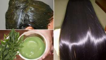 ಕರಿಬೇವಿನ ಎಲೆ ಕಿವುಚಿ ಹಚ್ಚಿದರೆ.. ಹೇರ್‌ ಡೈ ಬೇಕಾಗಿಯೇ ಇಲ್ಲದೇ, 2 ನಿಮಿಷದಲ್ಲಿ ಕಪ್ಪು ಬಿಳಿ ಕೂದಲು!