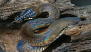 ಊಸರವಳ್ಳಿಯಂತೆ ಬಣ್ಣ ಬದಲಿಸುತ್ತೆ ಈ ಹಾವು..! ಸೇಡು ತೀರಿಸಿಕೊಳ್ಳಲು ಈ ರೀತಿ ಹೊಂಚು ಹಾಕುತ್ತಾ ವಿಷಸರ್ಪ..?