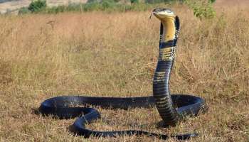 Snake safety tips:ಅಡಗಿ ಕೂತ ಹಾವುಗಳ ಶತ್ರು ಈ ವಸ್ತು.. ಮನೆಯ ಬಾಗಿಲಲ್ಲಿಟ್ಟರೆ ಹೊಸಲು ದಾಟಲು ಹೆದರುತ್ತೆ ವಿಷ ಜಂತು