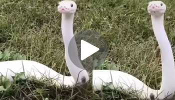 Viral Video: ಮುಗ್ದ ಹಾವಿನ ಮುದ್ದು ನಗುವಿಗೆ ಮಾರುಹೋದ ಜನರು.. ಬಿಳಿ ಸರ್ಪದ ನೋಟ ನೋಡಿ ಮುದ್ದಾಡಬೇಕು ಅಂತಿದ್ದಾರೆ ನೆಟ್ಟಿಗರು