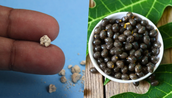 ಆಪರೇಷನ್‌ ಬೇಕಿಲ್ಲ.. ಕಿಡ್ನಿ ಸ್ಟೋನ್‌ಗೆ ರಾಮಬಾಣ ಈ ಹಣ್ಣಿನ ಬೀಜ; ಒಂದೇ ವಾರದಲ್ಲಿ ಪುಡಿಯಾಗಿ ದೇಹದಿಂದ ಹೊರಬರುತ್ತೆ ಮೂತ್ರಪಿಂಡದ ಕಲ್ಲು!