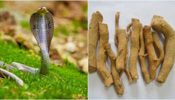 ಮಳೆಗಾಲದಲ್ಲಿ ಮನೆಯ ಮುಖ್ಯದ್ವಾರಕ್ಕೆ ಈ ಮರದ ಬೇರನ್ನು ಕಟ್ಟಿ... ಜನ್ಮದಲ್ಲಿ ಒಂದೇ ಒಂದು ಹಾವು ಹತ್ತಿರನೂ ಸುಳಿಯಲ್ಲ! 