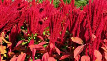 ಬಿಳುಪಾದ ಕೂದಲನ್ನು ಕಪ್ಪಾಗಿಸೋಕೆ ಈ ಹೂವಿನ ರಸ ಸಾಕು! ಹರಿದು ಬೇರುಗಳಿಗೆ ಹಚ್ಚಿದರೆ ಬುಡದಿಂದಲೇ ದಷ್ಟ ಪುಷ್ಟವಾಗುತ್ತೆ ದುರ್ಬಲ ಕೂದಲು 