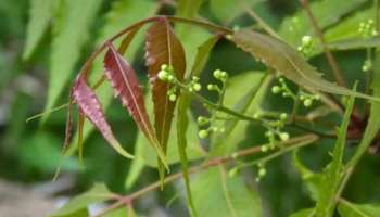 ಬೆಳಿಗ್ಗೆ ಎದ್ದ ತಕ್ಷಣ ಖಾಲಿ ಹೊಟ್ಟೆಯಲ್ಲಿ ಬೇವಿನ ಎಲೆ ಅಗಿದು ತಿಂದರೆ ಆರೋಗ್ಯಕ್ಕಿರುವ 5 ಲಾಭಗಳಿವು