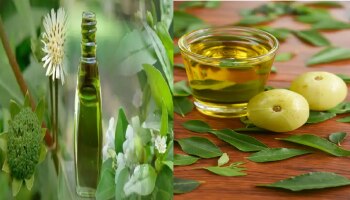 ಕೂದಲಿನ ಆರೋಗ್ಯಕ್ಕೆ ನೆಲ್ಲಿಕಾಯಿ ಅಥವಾ ಭೃಂಗರಾಜ್; ಯಾವುದು ಹೆಚ್ಚು ಪ್ರಯೋಜನಕಾರಿ?