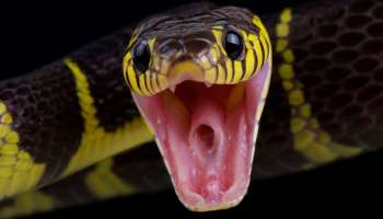 ಹಾವು ಕಚ್ಚಿದ ತಕ್ಷಣ ಹೀಗೆ ಮಾಡಿ, ಆಸ್ಪತ್ರೆಗೆ ಹೋಗುವ ಅವಶ್ಯಕತೆ ಇರಲ್ಲ.! ಘಟ ಸರ್ಪದ ವಿಷಕ್ಕೂ ಇದೇ ರಾಮಬಾಣ