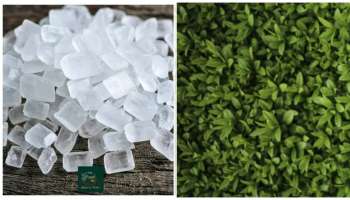 ಸಕ್ಕರೆ ಜೊತೆ ಈ ಒಂದು ಎಲೆ ತಿಂದ್ರೆ ಯಾವತ್ತೂ ನಿಮ್ಗೆ ಅನಾರೋಗ್ಯ ಕಾಡಲ್ಲ.!