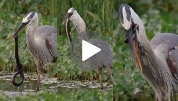 Viral video: ಮೀನು ಹಿಡಿಯಲು ಹೋದ ಕೊಕ್ಕರೆಯ ಕೊಕ್ಕಿಗೆ ಸಿಕ್ಕಿದ್ದು ಹಾವು.. "ಏನ್‌ ಕಂದಾ ಬಾಯಿಗೆ ಲಡ್ಡು ಬಿತ್ತಾ" ಎಂದ ನೆಟ್ಟಿಗರು