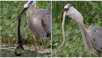 ದೊಡ್ಡ ಹಾವನ್ನೇ ಗುಳಂ ಅಂತ ಒಂದೇ ಏಟಿಗೆ ನುಂಗಿದ ಕೊಕ್ಕರೆ! ಹೊಟ್ಟೆ ಸೇರಿದ ಮೇಲೆ ಏನಾಯ್ತು ಗೊತ್ತೆ..? ವಿಡಿಯೋ ವೈರಲ್‌