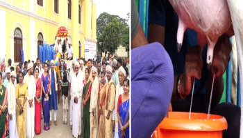 ದಸರಾ 6ನೇ ದಿನದ ಸಂಭ್ರಮ: ದಸರಾದಲ್ಲಿ ಗ್ರಾಮೀಣ ಕಲರವ... ಲೀಟರ್‌ಗಟ್ಟಲೇ ಹಾಲು ಕರೆದ ರೈತರು