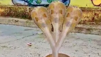 ಮೂರು ಹೆಡೆಯ ಅಪರೂಪದ ನಾಗರ ಹಾವಿನ ವಿಡಿಯೋ ವೈರಲ್‌