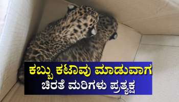 ಕಬ್ಬು ಕಟಾವು ಮಾಡುವಾಗ ಎರಡು ಚಿರತೆ ಮರಿಗಳು ಪ್ರತ್ಯಕ್ಷ- ಹೌಹಾರಿದ ರೈತರು