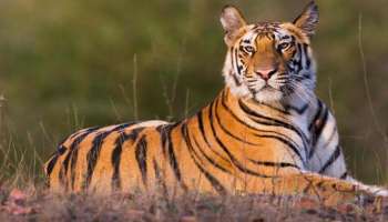 ಭಾರತದ ರಾಷ್ಟ್ರಪ್ರಾಣಿ ಹುಲಿ... ಆದ್ರೆ ಪಾಕಿಸ್ತಾನದ ರಾಷ್ಟ್ರೀಯ ಪ್ರಾಣಿ ಯಾವುದು ಗೊತ್ತಾ? ಹೆಸರು ಕೇಳಿದ್ರೆ ನಕ್ಕು ಬಿಡುತ್ತೀರಾ