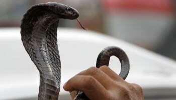 Snake Bite: ಮನೆಗೆ ಹಾವುಗಳು ಬರದಂತೆ ತಡೆಯಲು, ಈ ಒಂದು ಕೆಲಸ ಮಾಡಿ.!ಇಲ್ಲಿವೆ ಸರಳ ಸುರಕ್ಷತಾ ಸಲಹೆಗಳು