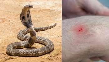 ಹಾವಿನ ವಿಷಕ್ಕೆ ಪ್ರತಿವಿಷ.. ಕಾರ್ಕೋಟಕ ಸರ್ಪದ ಕಡಿತದಿಂದಲೂ ನಿಮ್ಮ ಜೀವ ಉಳಿಸುವ ಸಂಜೀವಿನಿ ಈ ಔಷಧ
