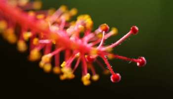 ಕೇವಲ ಒಂದೇ ಒಂದು ಈ ಹೂವು ಸಾಕು... ಕೂದಲು ದಟ್ಟವಾಗಿ ಹುಲ್ಲು ಬೆಳೆದಂತೆ ಬೆಳೆಯುತ್ತವೆ!