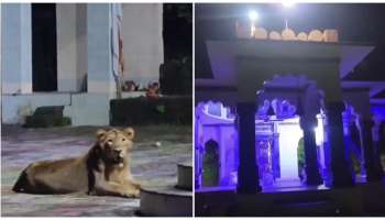 ದುರ್ಗಾ ದೇವಸ್ಥಾನಕ್ಕೆ ಸಿಂಹ ಕಾವಲು! ತಾಯಿ ಸೇವೆಗಾಗಿ ಕಾದು ಕುಳಿತ ವ್ಯಾಘ್ರ.. ವಿಡಿಯೋ ವೈರಲ್‌