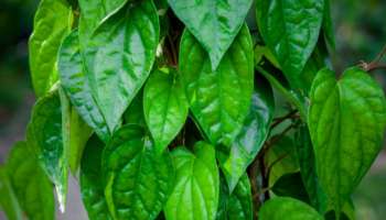 ವೀಳ್ಯದೆಲೆ ಮನೆಯ ಹಿತ್ತಲಲ್ಲಿ ನೆಟ್ಟರೆ ಏನಾಗುತ್ತದೆ.. ಯಾವ ದಿಕ್ಕಿನಲ್ಲಿ ಇರಬೇಕು ಗೊತ್ತಾ?