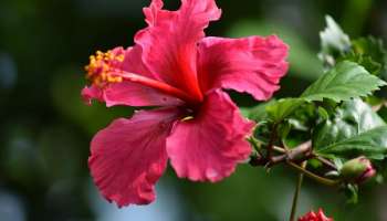 ನಕಾರಾತ್ಮಕ ಶಕ್ತಿ ದೂರ, ಆರ್ಥಿಕ ಸಮಸ್ಯೆ ಪರಿಹಾರ.. ಲಕ್ಷ್ಮಿ ದೇವಿಯ ಕೃಪೆಗೆ ಪಾತ್ರರಾಗಲು ದಾಸವಾಳ ಗಿಡವನ್ನು ಈ ದಿಕ್ಕಿನಲ್ಲಿ ನೆಡಿ!