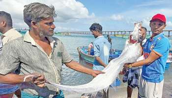 ಜಗತ್ತಿಗೆ ಸಿಕ್ಕಾಯ್ತು ಅಳಿವಿನ ಮುನ್ಸೂಚನೆ.. ಮೀನುಗಾರರ ಬಲೆಗೆ ಬಿದ್ದ ಈ ದೇವರ ಮೀನು ಪ್ರಪಂಚದ ಅಳಿವಿನ ಸೂಚನೆ