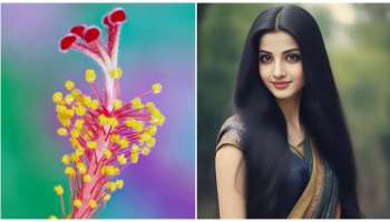 ಈ ಸಸ್ಯದ ಒಂದೇ ಒಂದು ಹೂವು ಸಾಕು... ಕೂದಲು ದಟ್ಟವಾಗಿ ಹುಲ್ಲು ಬೆಳೆದಂತೆ ಬೆಳೆಯುತ್ತವೆ!