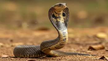 ಬಳಸಿ ಬಿಸಾಕುವ ಈ ವಸ್ತುವಿಗಿದೆ ವಿಷಸರ್ಪವನ್ನು ಓಡಿಸುವ ಶಕ್ತಿ..! ಹಾವುಗಳು ಮನೆಯ ಹತ್ತಿರವೂ ಸುಳಿಯಲ್ಲ