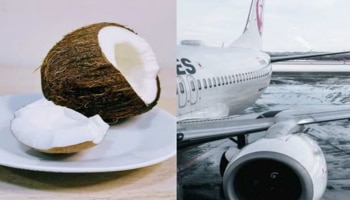 ನೀವು ವಿಮಾನದಲ್ಲಿ ತೆಂಗಿನಕಾಯಿ ತೆಗೆದುಕೊಂಡು ಹೋದರೆ ಜೈಲಿಗೆ ಹೋಗೋದು ಪಕ್ಕಾ..! ಇಲ್ಲಿದೆ ಇದಕ್ಕೆ ಕಾರಣ..!