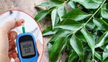 ಮಧುಮೇಹಿಗಳು ಈ ಎಲೆ ಜಗಿದು ತಿಂದರೆ ಬ್ಲಡ್‌ ಶುಗರ್‌ ಕಂಪ್ಲೀಟ್‌ ಕಂಟ್ರೋಲ್‌ ಆಗುವುದು! 