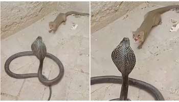 ಹಾವು ಮುಂಗುಸಿಯ ರೋಚಕ ಕಾದಾಟ : ಕೇವಲ 15 ಸೆಕೆಂಡ್‌.. ಗೆದ್ದದ್ದು ಯಾರ್‌ ಗೊತ್ತೆ? ವಿಡಿಯೋ ಇಲ್ಲಿದೆ