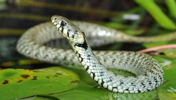 ಮನೆ ಅಂಗಳದಲ್ಲಿ ಈ ಗಿಡಗಳನ್ನು ಬೆಳೆಸಿ.. ಒಂದೇ ಒಂದು ಹಾವು ಹತ್ತಿರವೂ ಬರುವುದಿಲ್ಲ! 