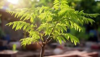 ಮನೆಯ ಹತ್ತಿರ ಬೇವಿನ ಮರವಿದ್ರೆ ಏನಾಗುತ್ತೆ..! ಮನೆಯಲ್ಲಿನ ಪ್ರತೀ ಬದಲಾವಣೆಗೂ ಪರೋಕ್ಷವಾಗಿ ಕಾರಣಾವಾಗುತ್ತಾ ಈ ವೃಕ್ಷ? 