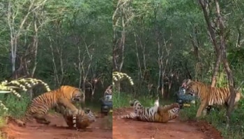 Viral Video: ಎರಡು ಹುಲಿಗಳ ನಡುವೆ ಭೀಕರ ಕಾಳಗ.. ಕೊನೆಗೆ ಏನಾಯ್ತು ನೋಡಿ