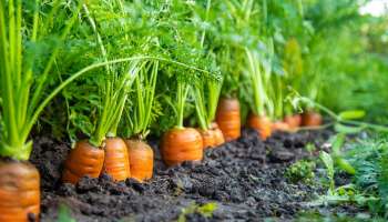 ಕಡುಬಡವನನ್ನೂ 3 ತಿಂಗಳಲ್ಲಿ ಕೋಟ್ಯಾಧಿಪತಿಯನ್ನಾಗಿ ಮಾಡುವ ಬೆಳೆ! ಮನೆಯ ಕುಂಡದಲ್ಲೇ ಬೆಳೆದರೂ ಸಾಕಷ್ಟು ಗಳಿಕೆ.. 