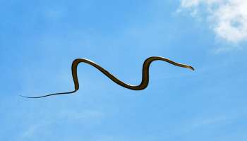 ರೆಕ್ಕೆ ಇಲ್ಲದಿದ್ದರೂ ಮೈಲು ದೂರ ಹಾರುತ್ತದೆ ಈ ಹಾವು : ರೆಪ್ಪೆ ಮಿಟುಕಿಸುವಷ್ಟರಲ್ಲಿ ರೂಪವನ್ನೇ ಬದಲಾಯಿಸಿ ಬಿಡುತ್ತದೆ  