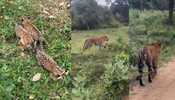 ಪುಣಜನೂರು-ಬೇಡಗುಳಿ ರಸ್ತೆಯಲ್ಲಿ ಮೂರು ಹುಲಿ ಮರಿ ಪತ್ತೆ:  ದಮ್ಮನಕಟ್ಟೆ ಸಫಾರಿಯಲ್ಲಿ ಹುಲಿರಾಯನ ದರ್ಶನ