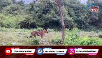 Tiger walk in Dammanakatte Safari: Video goes viral