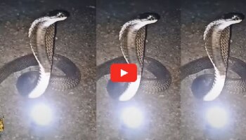 Watch Video: ನಾಗರಹಾವಿನ ಹೆಡೆಯ ಮೇಲಿಂದ ಬಿದ್ದ ನಾಗಮಣಿ.. ಫಳಫಳ ಹೊಳೆಯುತ್ತೆ ನೋಡಿ..!