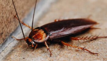 ಜಿರಳೆ ಸಮಸ್ಯೆಯಿಂದ ಬೇಸತ್ತಿದ್ದಿರಾ? ಹೀಗೆ ಮಾಡಿ, ಎರಡನೇ ನಿಮಿಷದಲ್ಲಿ ಮಾಯವಾಗುತ್ತವೆ..!