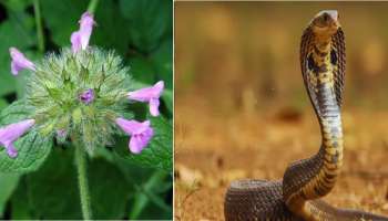 ಕಸದಂತೆ ಕಡೆಗಣಿಸುವ ಈ ಸಸ್ಯ ಹಾವಿನ ಪರಮಶತ್ರು.! ಒಂದೇ ಸಸಿ ನೆಟ್ಟರೂ ವಿಷಸರ್ಪಗಳು ಮನೆ ಹತ್ತಿರ ಸುಳಿಯಲ್ಲ