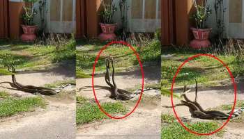 Viral Video: ನಾಗಿಣಿಗಾಗಿ ಇಬ್ಬರು ಪ್ರೇಮಿಗಳ ಹೊಡೆದಾಟ! ಕೊನೆಗೆ ಪ್ರೀತಿ ಸಿಕ್ಕಿದ್ದು ಯಾರಿಗೆ? ರೋಚಕ ವಿಡಿಯೋ ಇಲ್ಲಿದೆ..