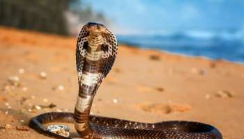 ಮುಂಗುಸಿಯಲ್ಲ ಈ ಎರಡು ಸಾಕು ಪಕ್ಷಿಗಳು ಹಾವಿನ ದೊಡ್ಡ ಶತ್ರು, ಘಟಸರ್ಪಗಳೇ ಇವುಗಳ ಮುಂದೆ ನಡುಗುತ್ತವೆ