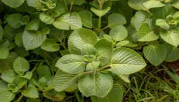 ಈ ಎಲೆ ಮೂಸಿದ್ರೆ ಸಾಕು ತಕ್ಷಣವೇ ನಿಯಂತ್ರಣಕ್ಕೆ ಬರುತ್ತೆ ಶುಗರ್‌ !