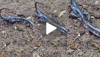 ತಿನ್ನಲು ಬಂದ ದೈತ್ಯ ಹಾವನ್ನೇ ತುಂಡು ತುಂಡಾಗಿ ಕತ್ತರಿಸಿ ಬಿಸಾಡಿದ ಚೇಳು! ಸಂಚಲನ ಸೃಷ್ಟಿಸುತ್ತಿದೆ ಆಘಾತಕಾರಿ ವಿಡಿಯೋ