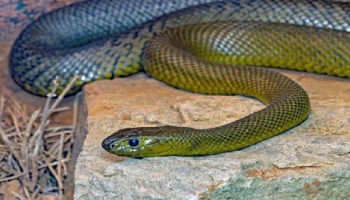 ಇದೇ ನೋಡಿ ಜಗತ್ತಿನ ಅತ್ಯಂತ ವಿಷಕಾರಿ ಹಾವು! ಇದರ ಒಂದು ತೊಟ್ಟು ವಿಷ ತಗುಲಿದ್ರೂ ಬದುಕೋದು ಡೌಟ್‌..