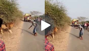 ದಾರಿಯಲ್ಲಿ ಹೆದರಿ ನಿಂತ ಜನರ ರಕ್ಷಣೆಗೆ ಮುಂದಾದ ಅಜ್ಜಿ.. ಧೈರ್ಯ ತೋರಿ ಕೋಲಿನಲ್ಲಿ ಸಿಂಹವನ್ನು ಬೆದರಿಸಿದ ಮುದುಕಿ