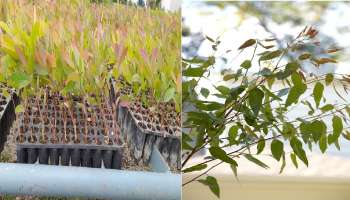 ಈ ಸಸ್ಯವನ್ನು ಹಿತ್ತಲಲ್ಲಿ ಬೆಳೆಸಿದ್ರೆ ಸಾಕು ಜೀವನಪೂರ್ತಿ ದುಡಿಯುವ ಅಗತ್ಯವಿಲ್ಲ! ಒಂದು ಬಾರಿ ನೆಡುವ ಮರಕ್ಕೆ ಇದೆ ಕೋಟಿಗಟ್ಟಲೇ ಸಂಪಾದಿಸುವ ಶಕ್ತಿ