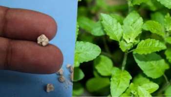 ಈ ಎಲೆ ಜಗಿದು ತಿಂದರೆ ಸಾಕು ಪುಡಿಯಾಗಿ ದೇಹದಿಂದ ನೋವಿಲ್ಲದೇ ಹೊರಬರುತ್ತೆ ಕಿಡ್ನಿ ಸ್ಟೋನ್‌ !