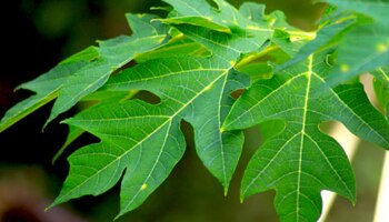 ದಿನಕ್ಕೆ ಎರಡು ಸಲ ಈ ಹಣ್ಣಿನ ಎಲೆಯ ರಸ ಕುಡಿಯಿರಿ.. ಮಧುಮೇಹ ಮೂಲದಿಂದಲೇ ಗುಣವಾಗುವುದು! 